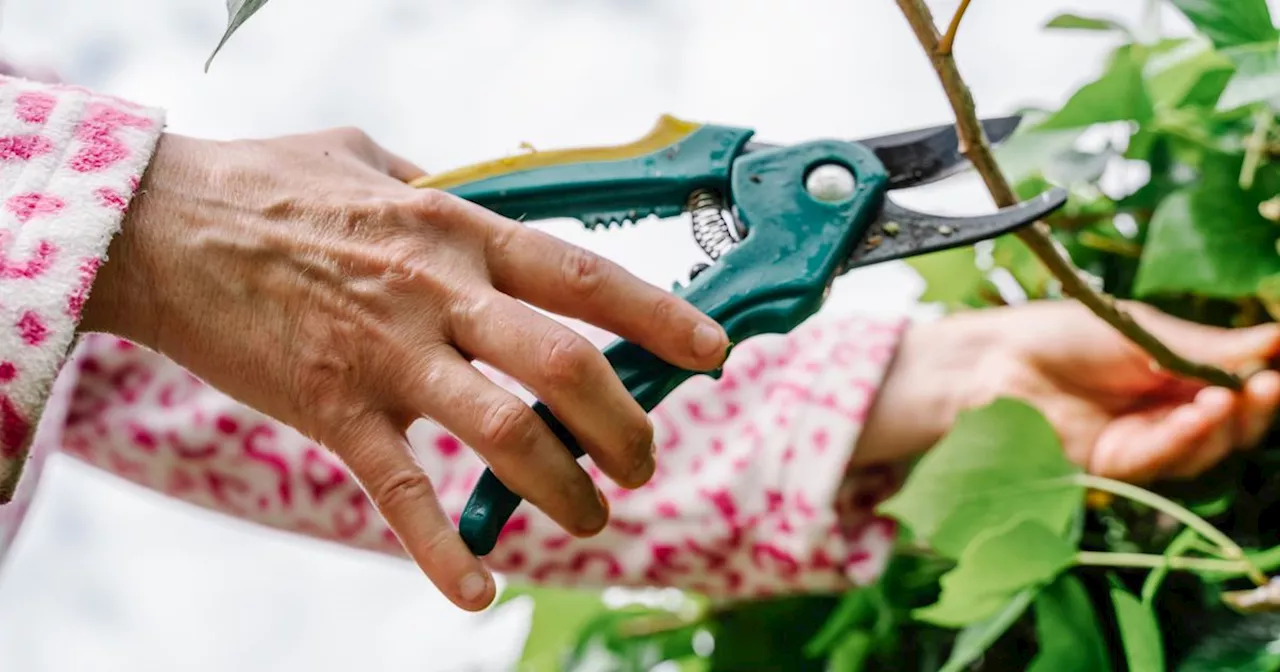 Four garden plants you must prune now to keep shrubs disease free