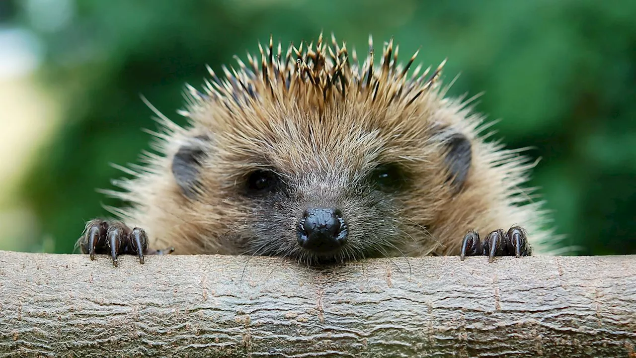 Artenschutz in Deutschland: Umweltverbände starten Meldeaktion für Igel und Maulwürfe