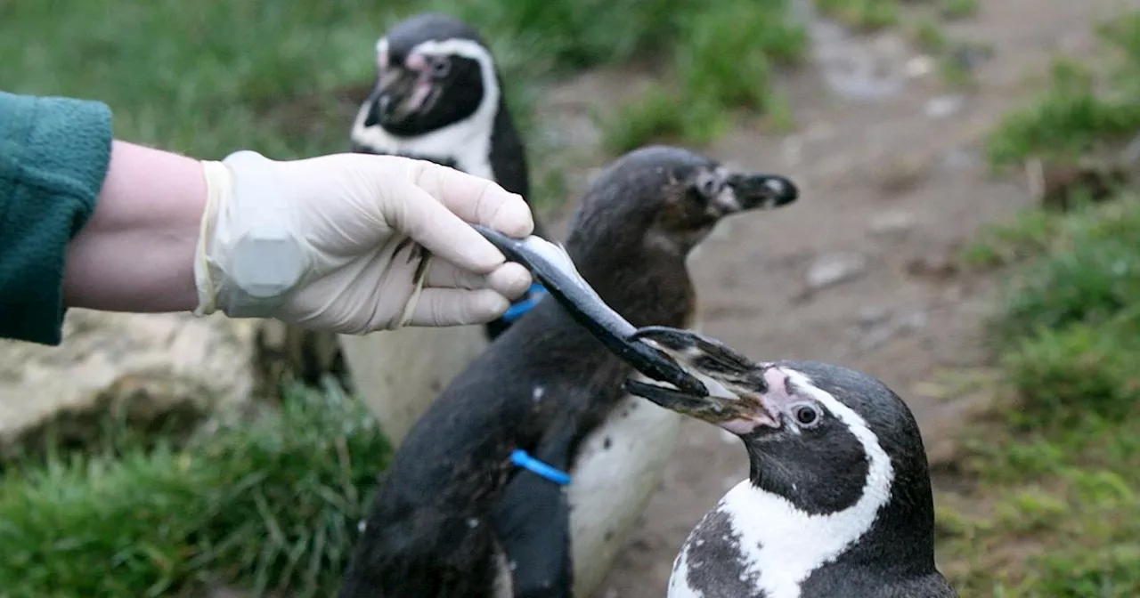 Explore the wonders of wildlife at Welsh Mountain Zoo