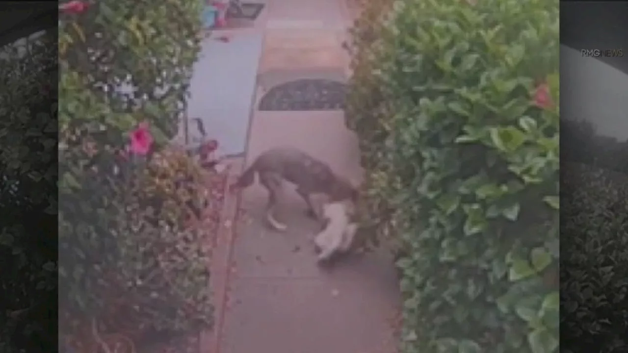 CAUGHT ON CAMERA: Coyote attacks dog in San Fernando Valley neighborhood