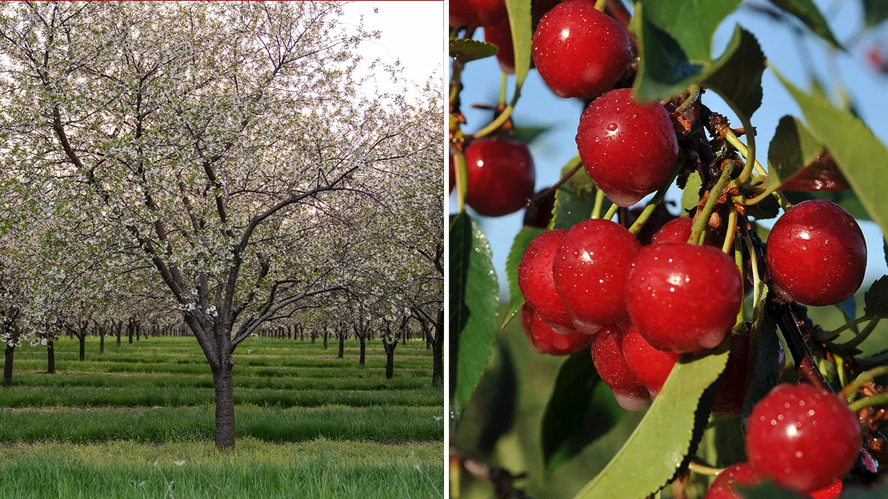 The cherry could be this state's official fruit if new bill passes