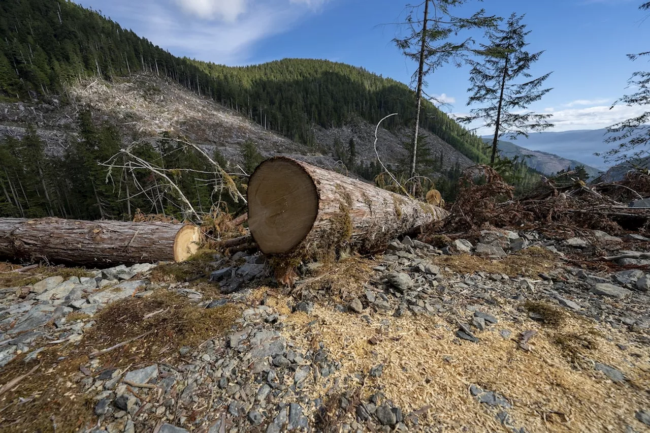 B.C. forest watchdog says province should improve watershed management