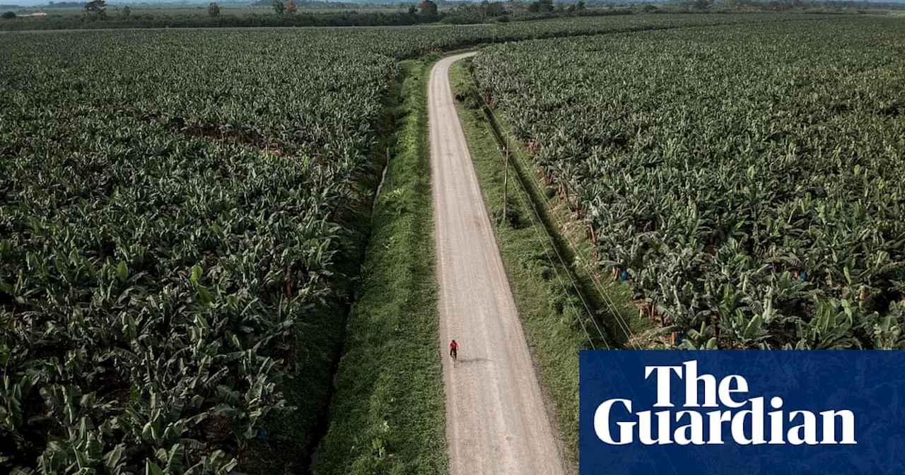 ‘Every time the planes pass, my eyes burn’: the hidden cost of Costa Rican bananas