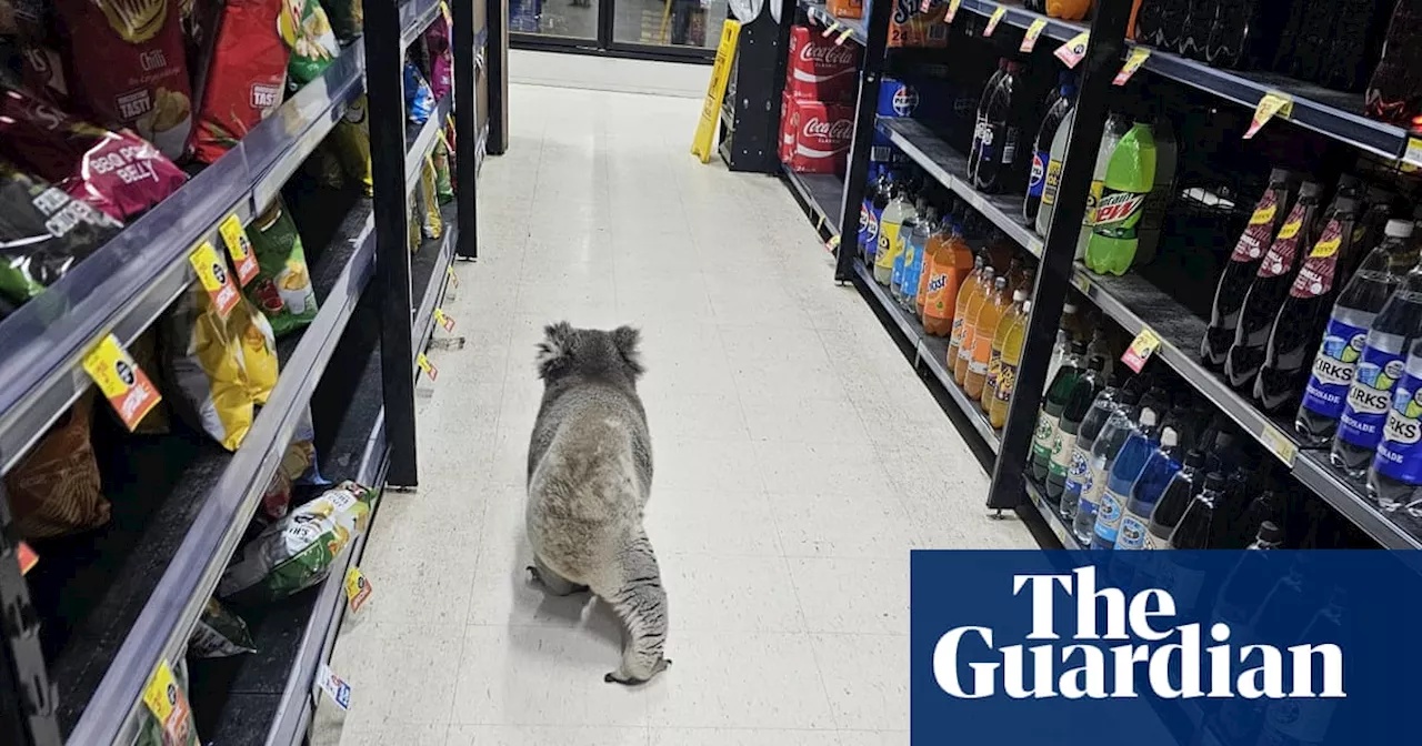 Koala’s surprise visit to Victoria supermarket a warning sign of dwindling habitat