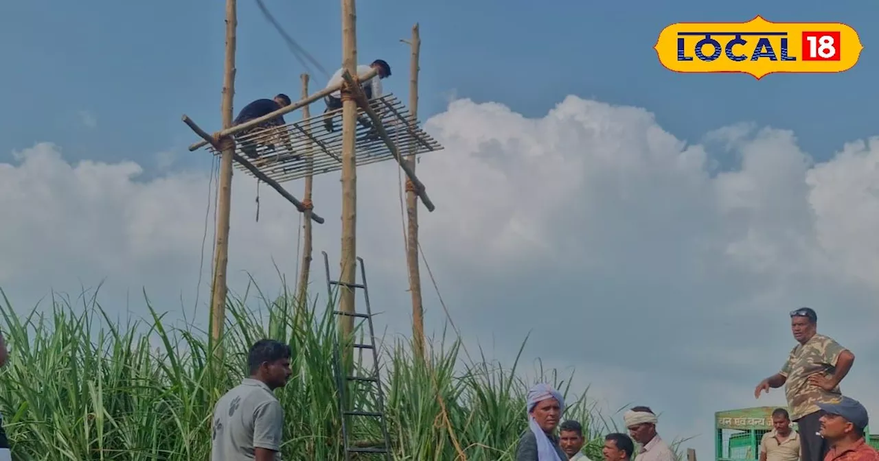 यूपी में यहां घूम रहा है खूंखार बाघ, वन विभाग की टीम को दे रहा है चकमा, एक किसान की ले चुका है जान