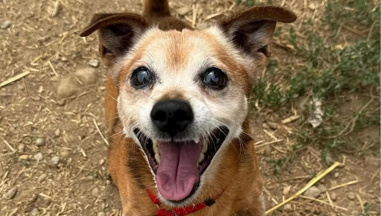 Il cane Tiberio cerca casa: goloso e chiacchierone, il piccoletto ama giocare con tutti