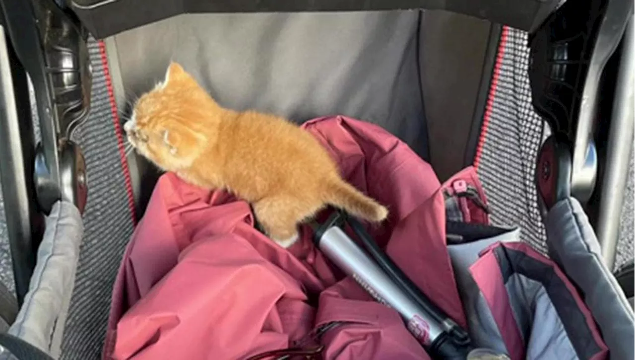 Un piccolo gatto arancione abbandonato salva una giornata