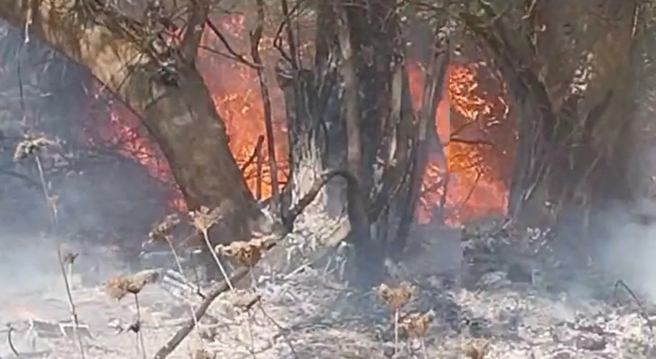 Piromane, ora verifiche anche su roghi al Circeo