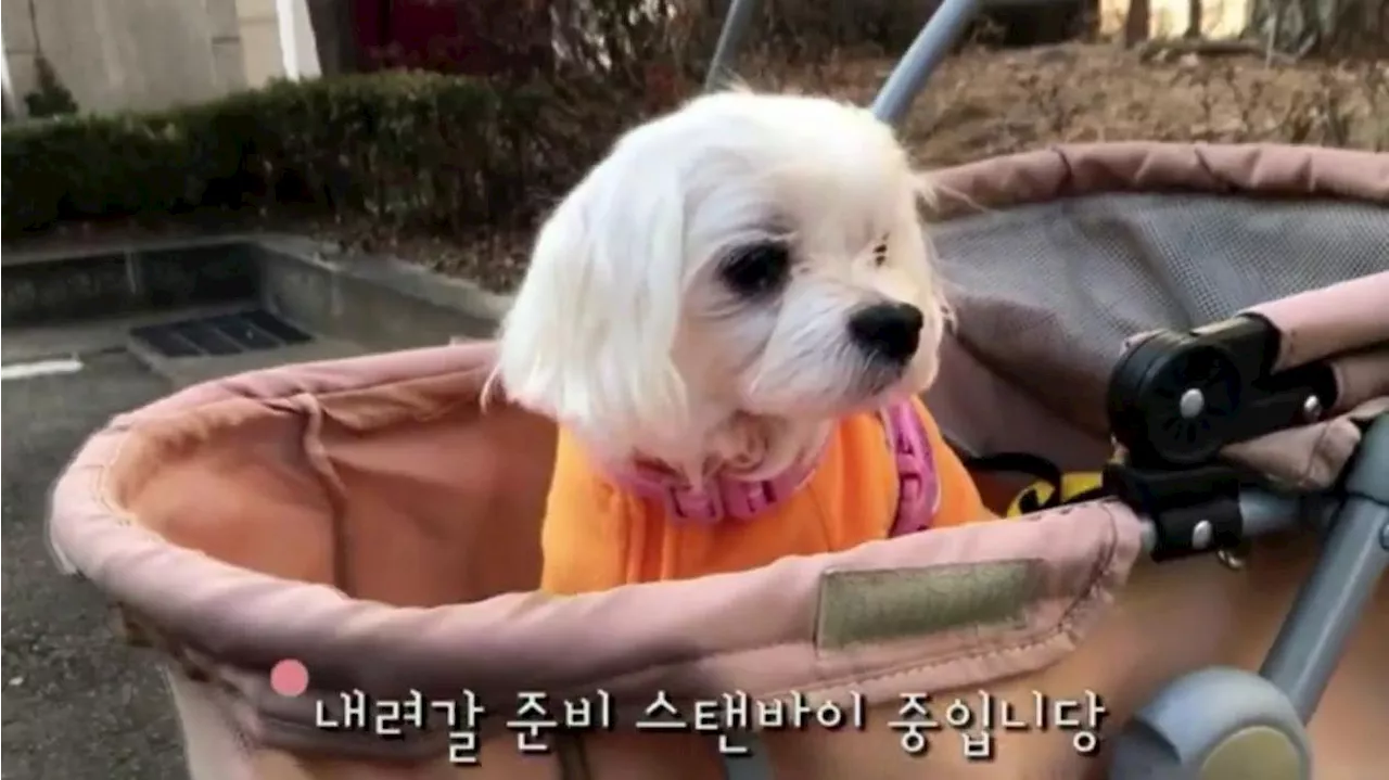 Más carritos para perros que para bebés en Corea del Sur