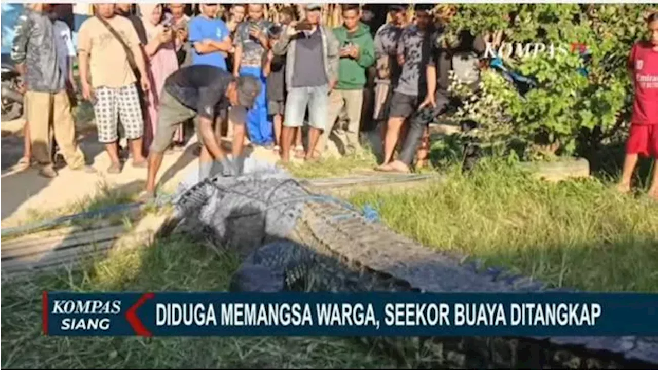 Warga Tangkap Buaya Besar yang Diduga Sambar Lansia hingga Meninggal di Kutai Timur