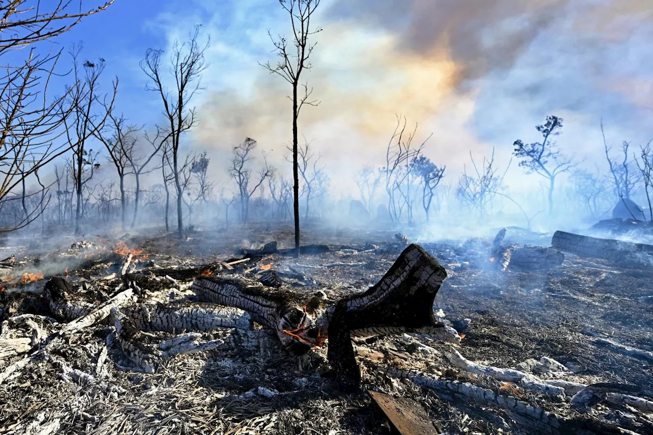 Brésil : dans les cendres de la savane, au secours des animaux menacés