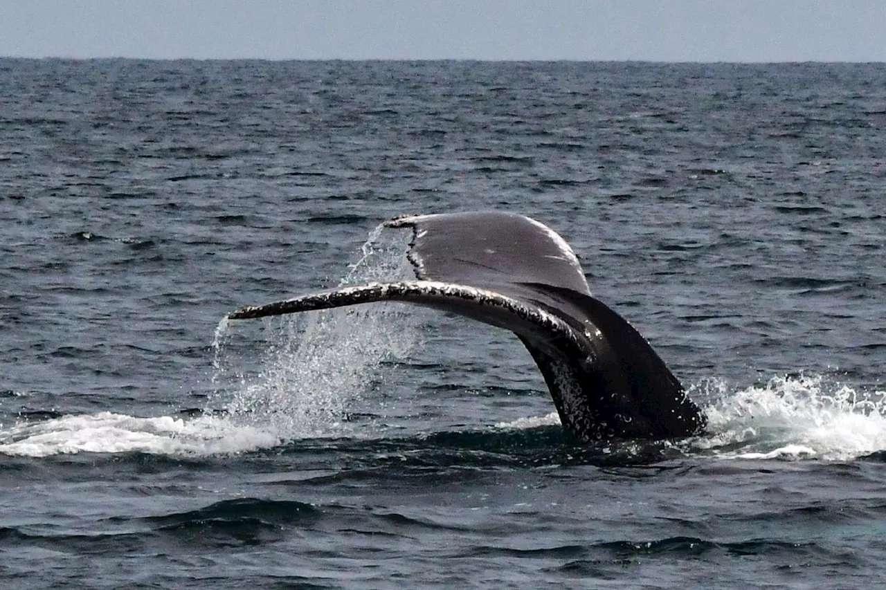 En Polynésie, l'essor du tourisme des baleines suscite des craintes pour la santé des cétacés