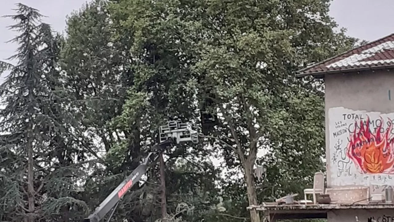 A 69 : sur la ZAD de Verfeil, les premiers écureuils évacués par les gendarmes