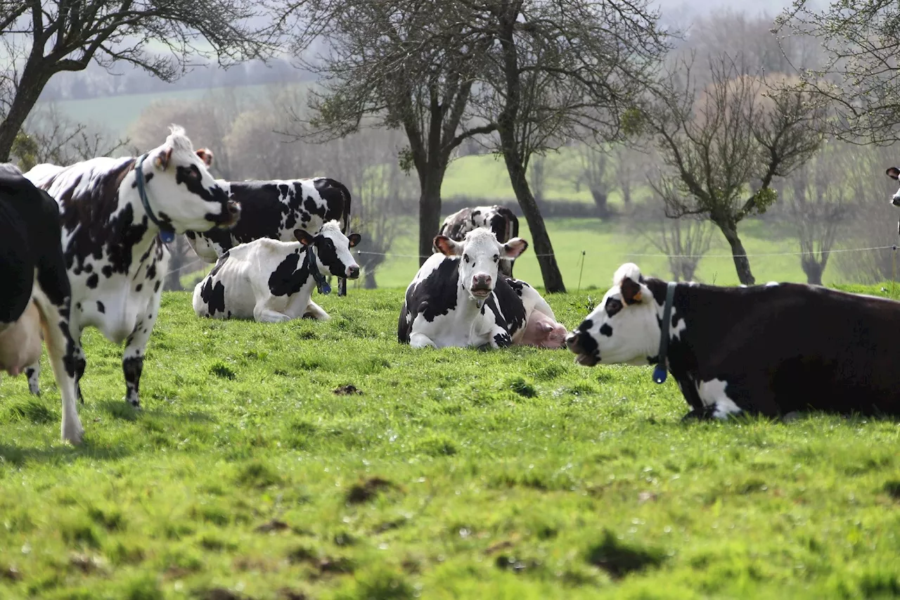 Climat: la France cherche à résoudre le 'paradoxe de la vache qui broute'