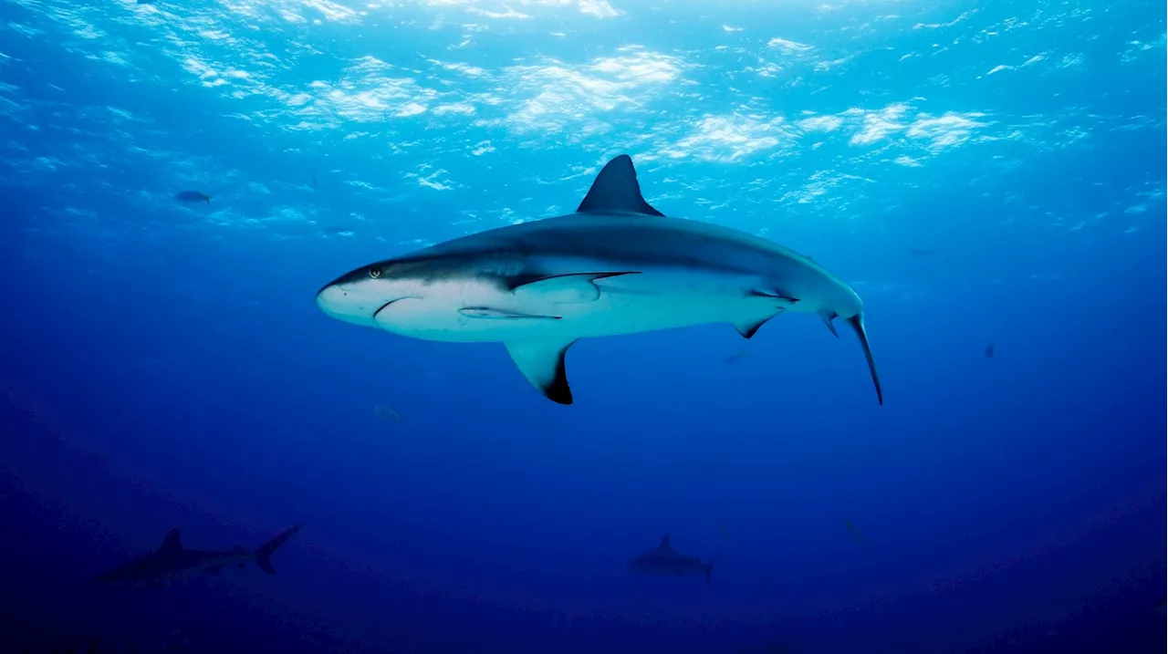 Une touriste allemande meurt après une attaque de requin au large des Canaries en Espagne