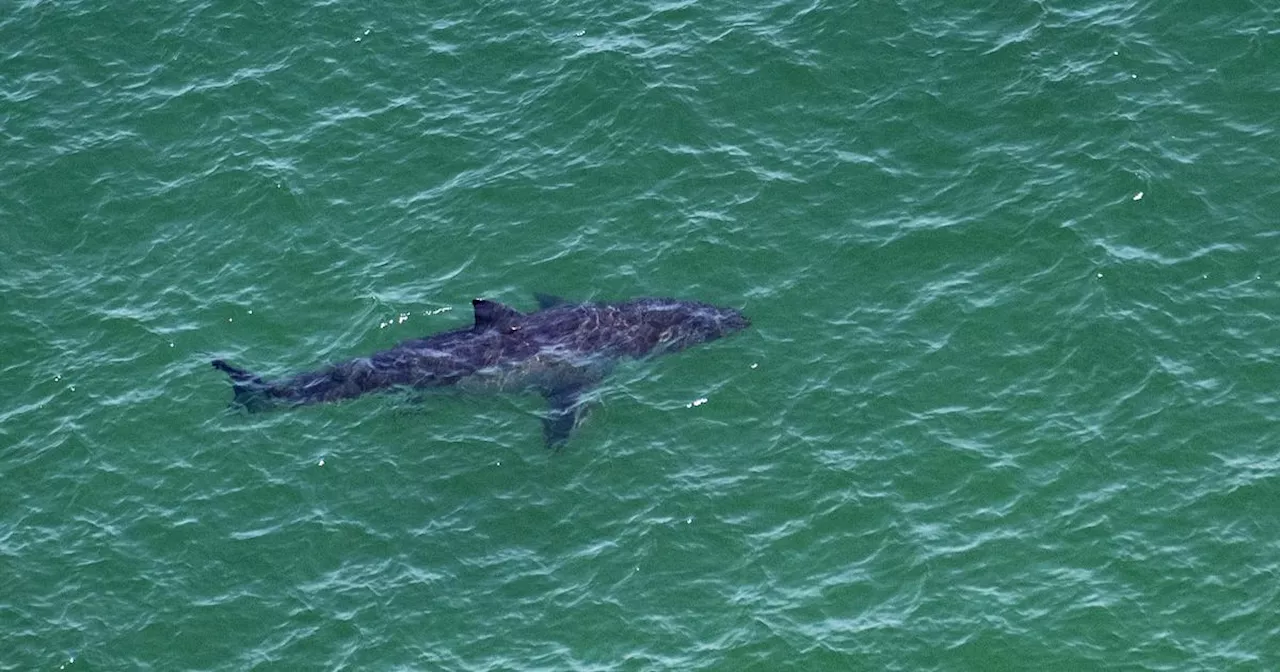 Îles Canaries : une touriste allemande meurt dans une attaque de requin