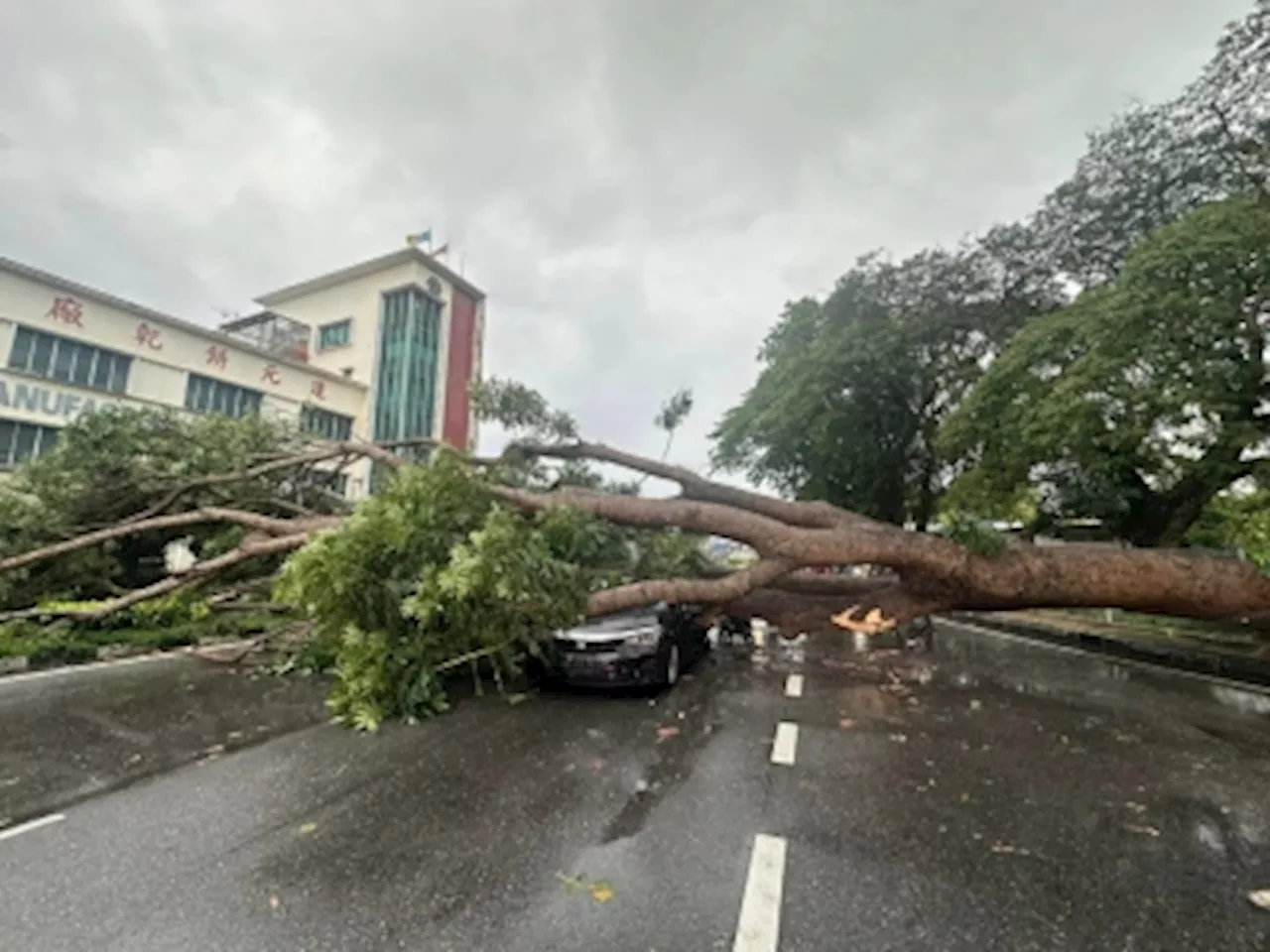 Fierce Penang storm early this morning triggers flash floods and uproots trees; close call for pregnant woman in car hit by tree (VIDEO)