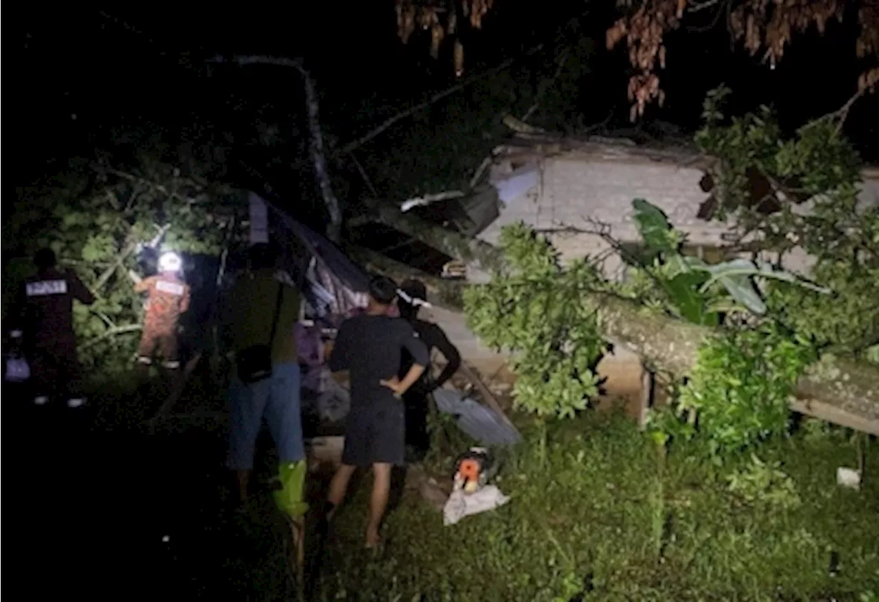 In Kedah, man seriously hurt when fallen tree hits house in Bukit Selambau