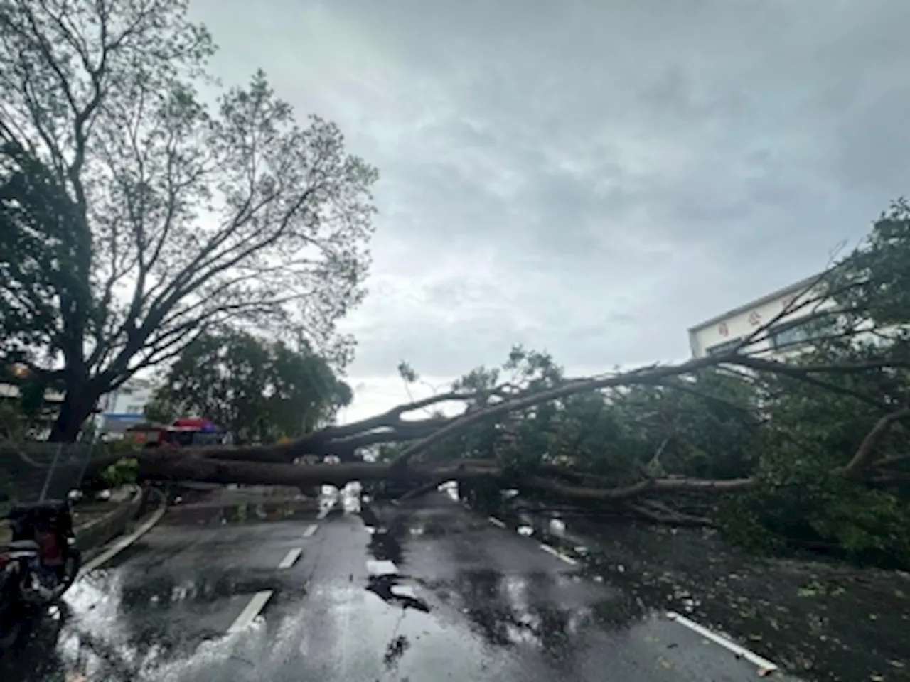 Storms wreak havoc: Nearly 200 reports of uprooted trees recorded in Penang since Sunday, says CM