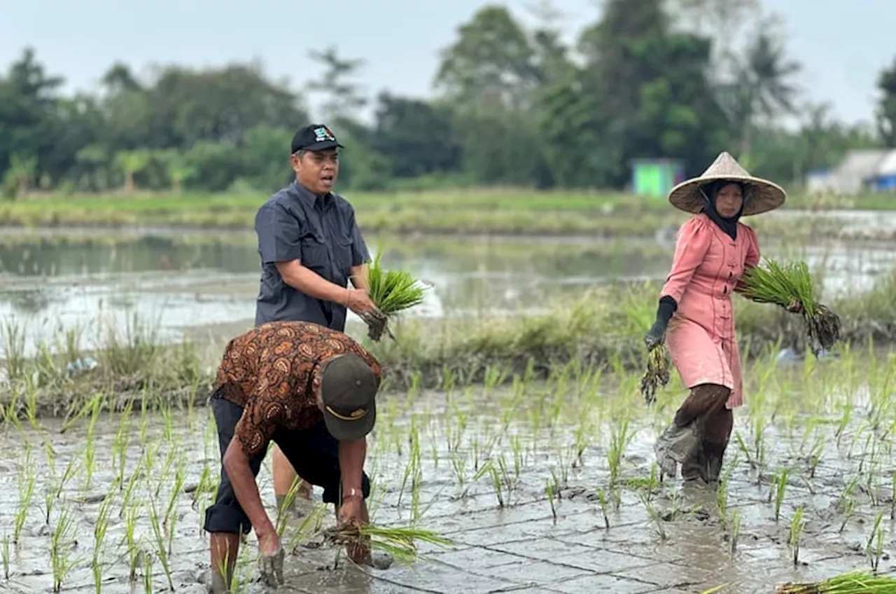 Kembali Lakukan Tanam, Irpom Berhasil Cegah Gagal Tanam Dimusim Kemarau