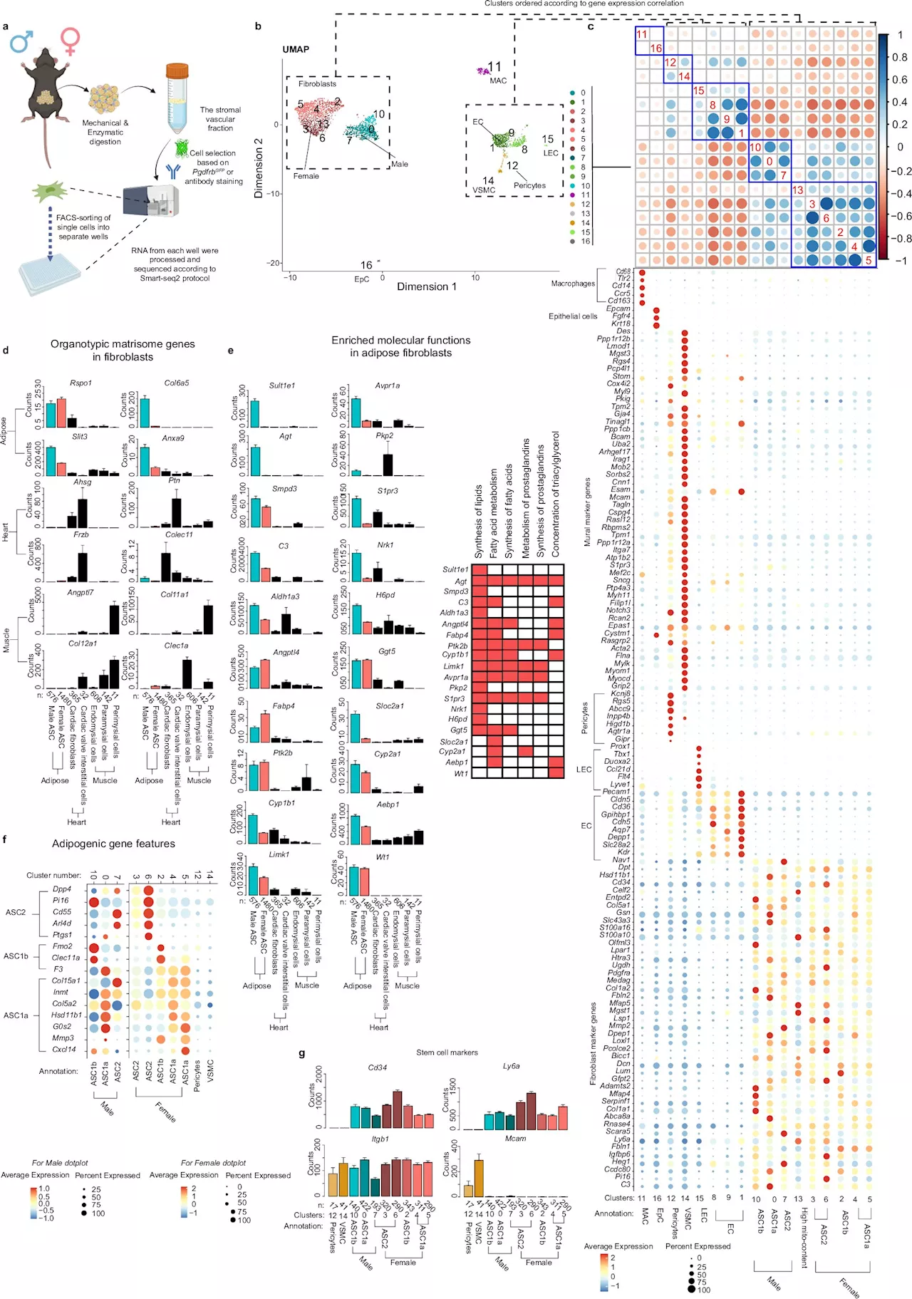 Study reveals sex-specific gene expression in adipose stem cells of mice