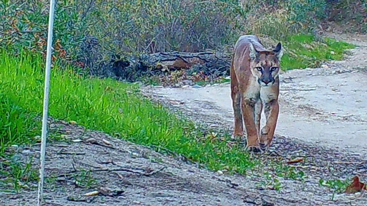 Young, hungry female’s attack of young boy reveals much about state of California mountain lions