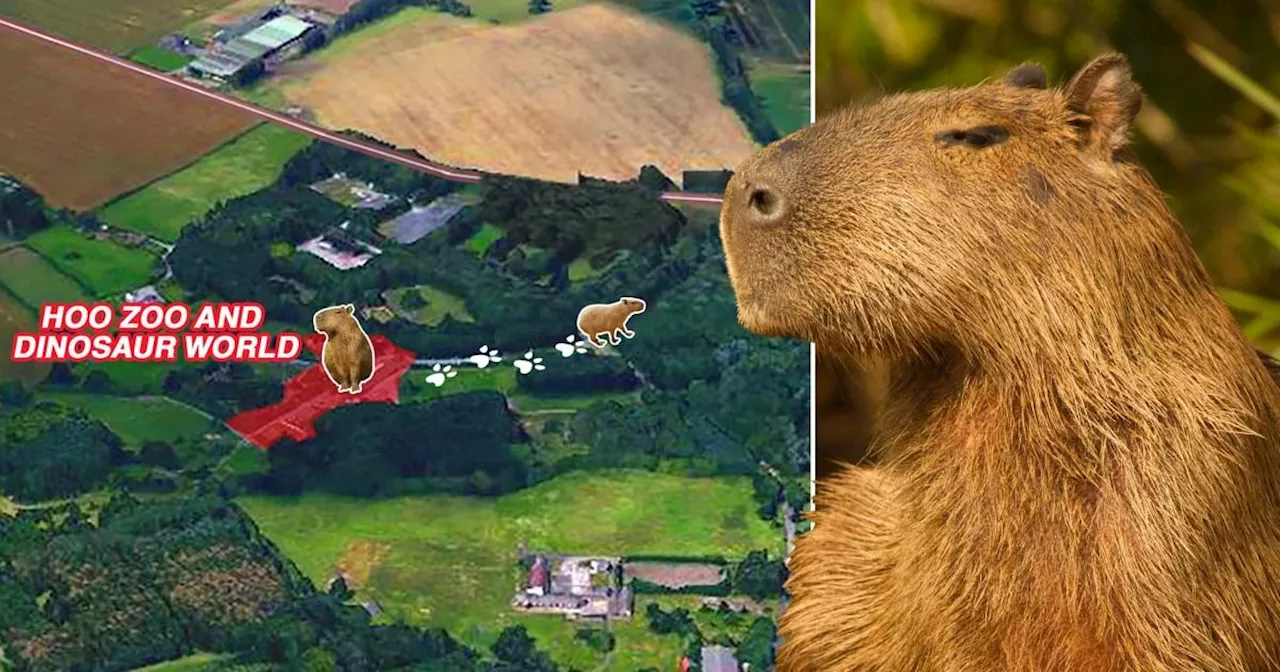 Giant Rodent Cinnamon Escapes from Shropshire Zoo