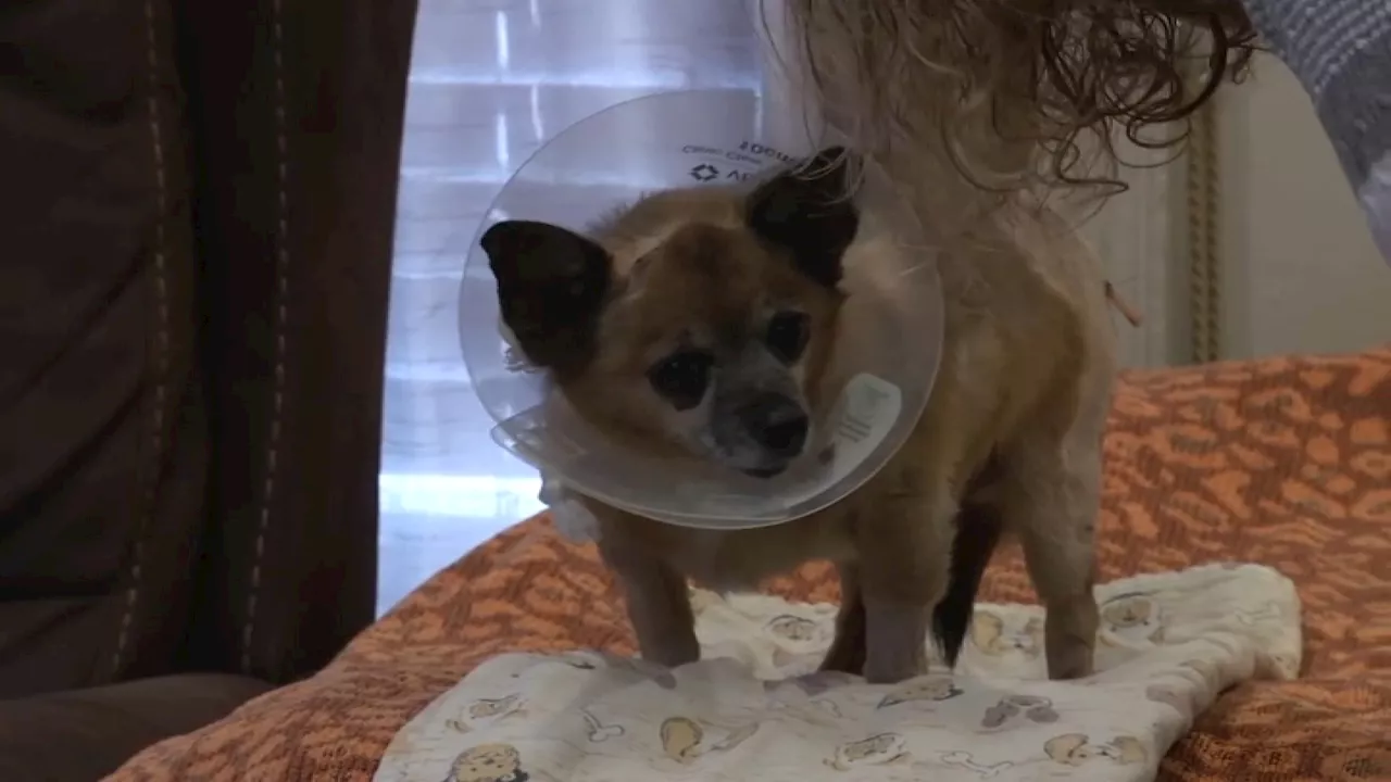 Coyote attacks Chihuahua in San Jose backyard, woman says