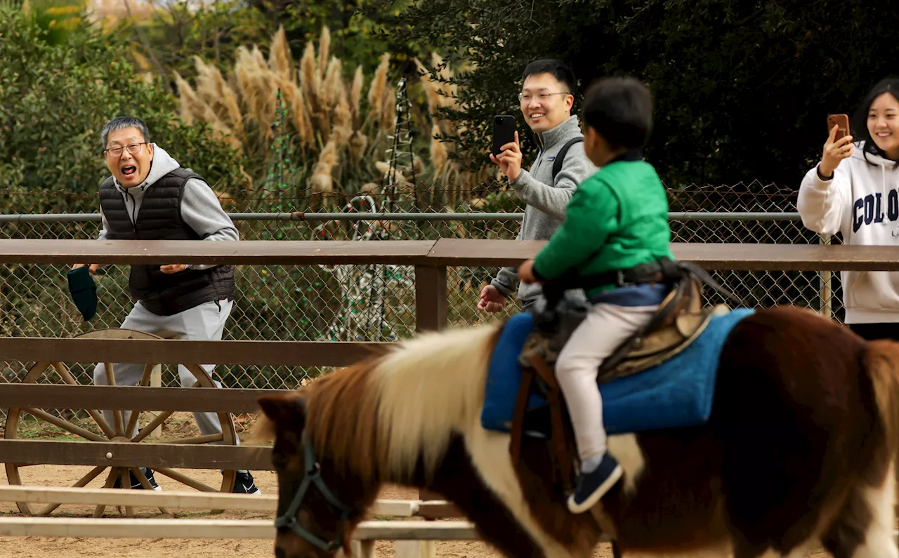 Los Angeles Seeks Replacements for Closed Pony Rides at Griffith Park