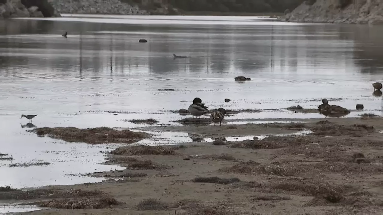 San Elijo Lagoon Faces Funding Crisis As Sand Buildup Threatens Wildlife