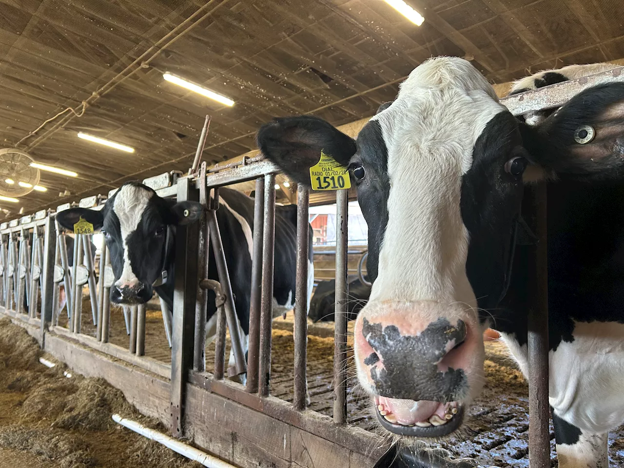 No bird flu detected in Mass. dairy herds