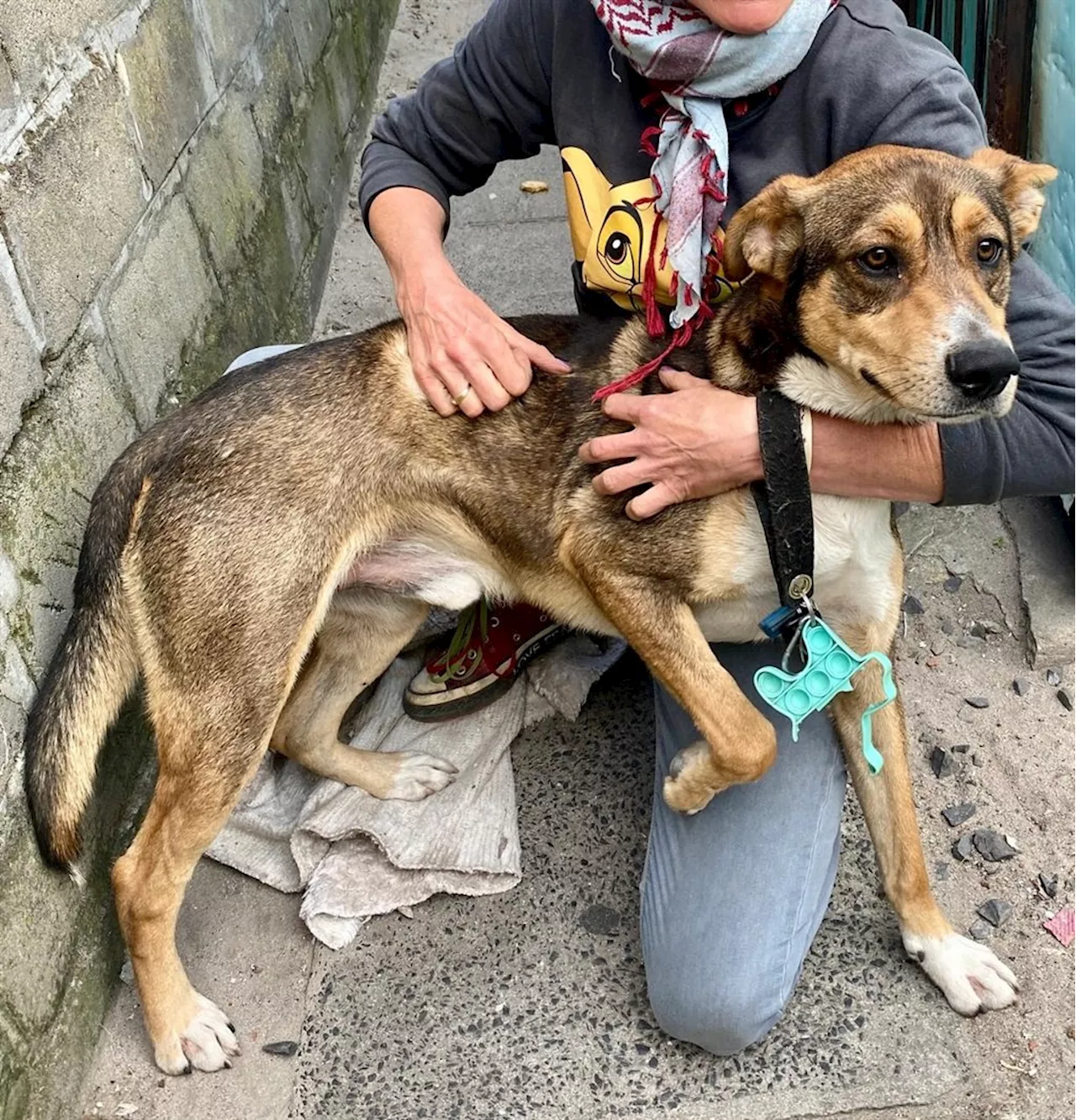 Langa Happy Tails: A young boy’s simple act of kindness leads to a thriving rescue mission
