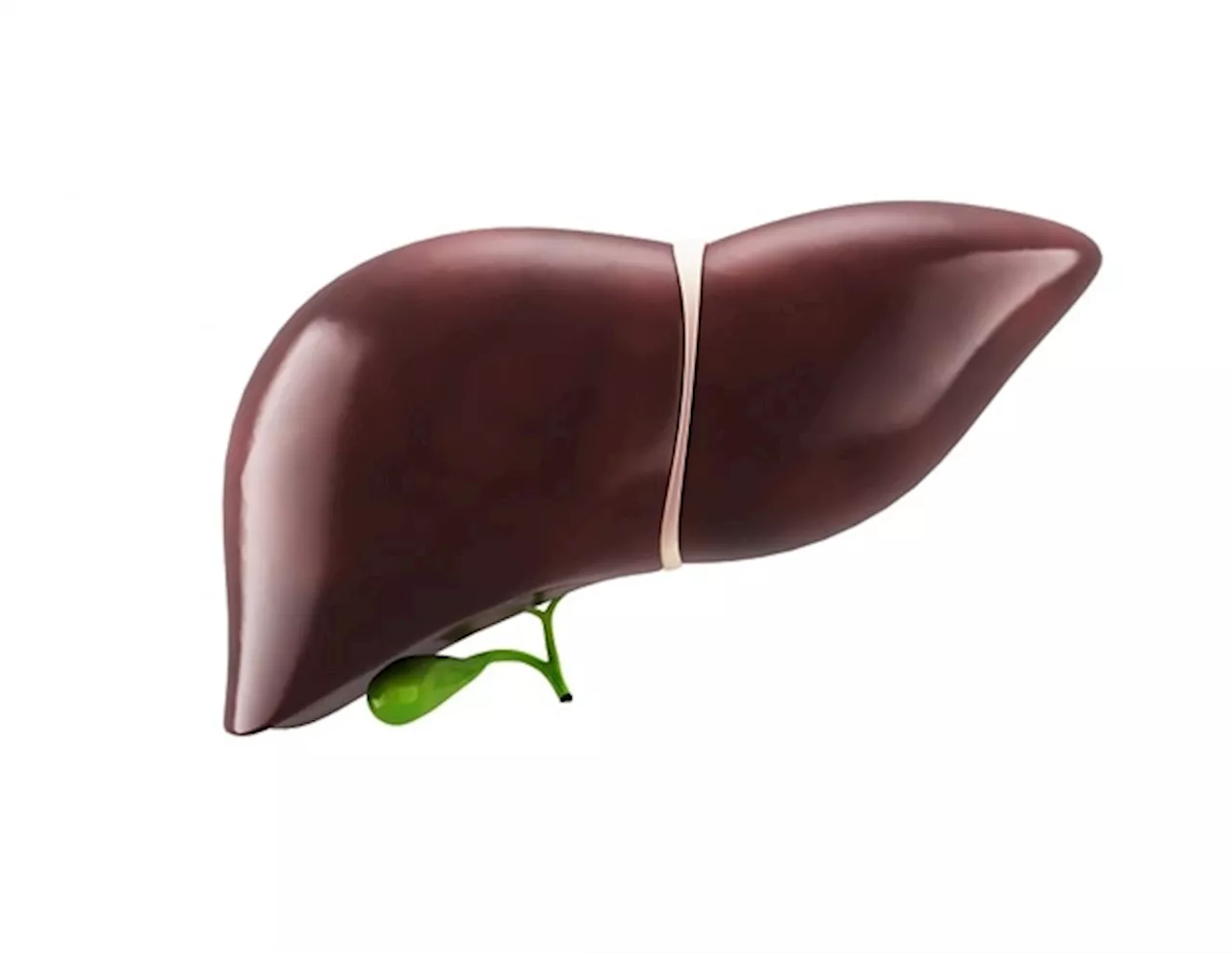 Activation of PPARβ/δ-AMPK pathway shown to slow liver fibrosis development