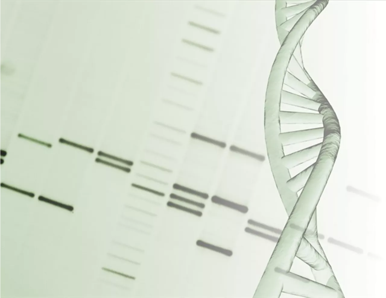 Unveiling the mechanism behind DNA organization in early embryos