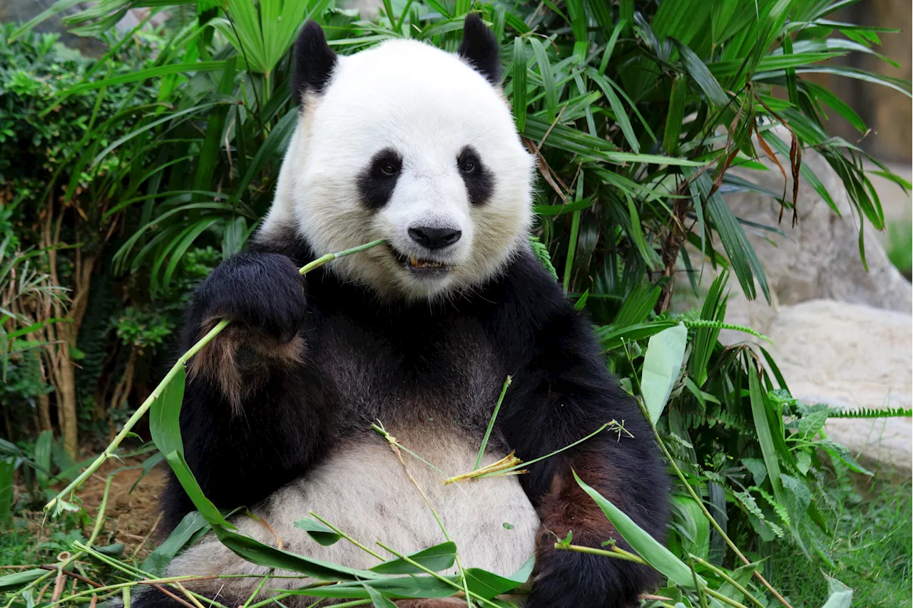 Before Adopting Their Bamboo Diet, Pandas Lived in Europe and Ate Meat