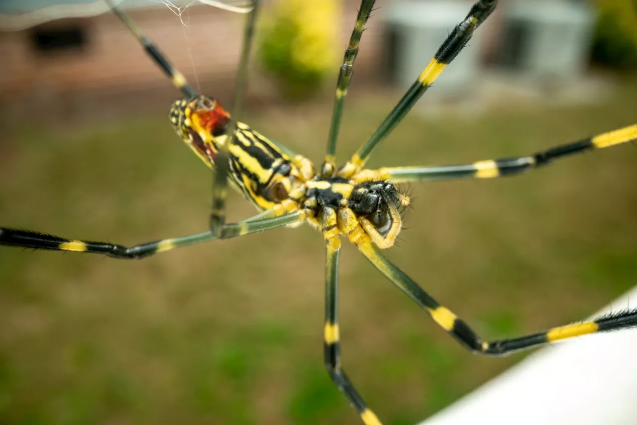 Giant ‘flying’ Joro spiders creeping closer to N.J., with 6 spotted nearby in Pa.