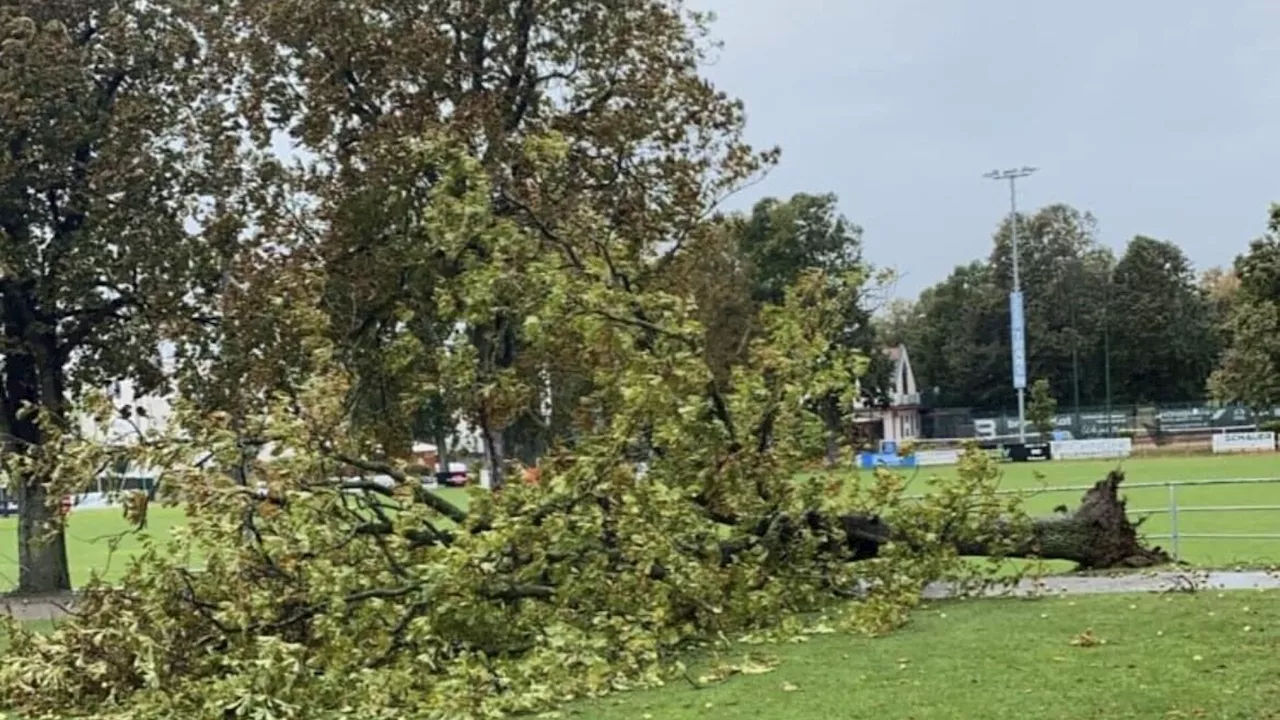 Baum fiel am Sportplatz um: „Zum Glück war gerade niemand dort“