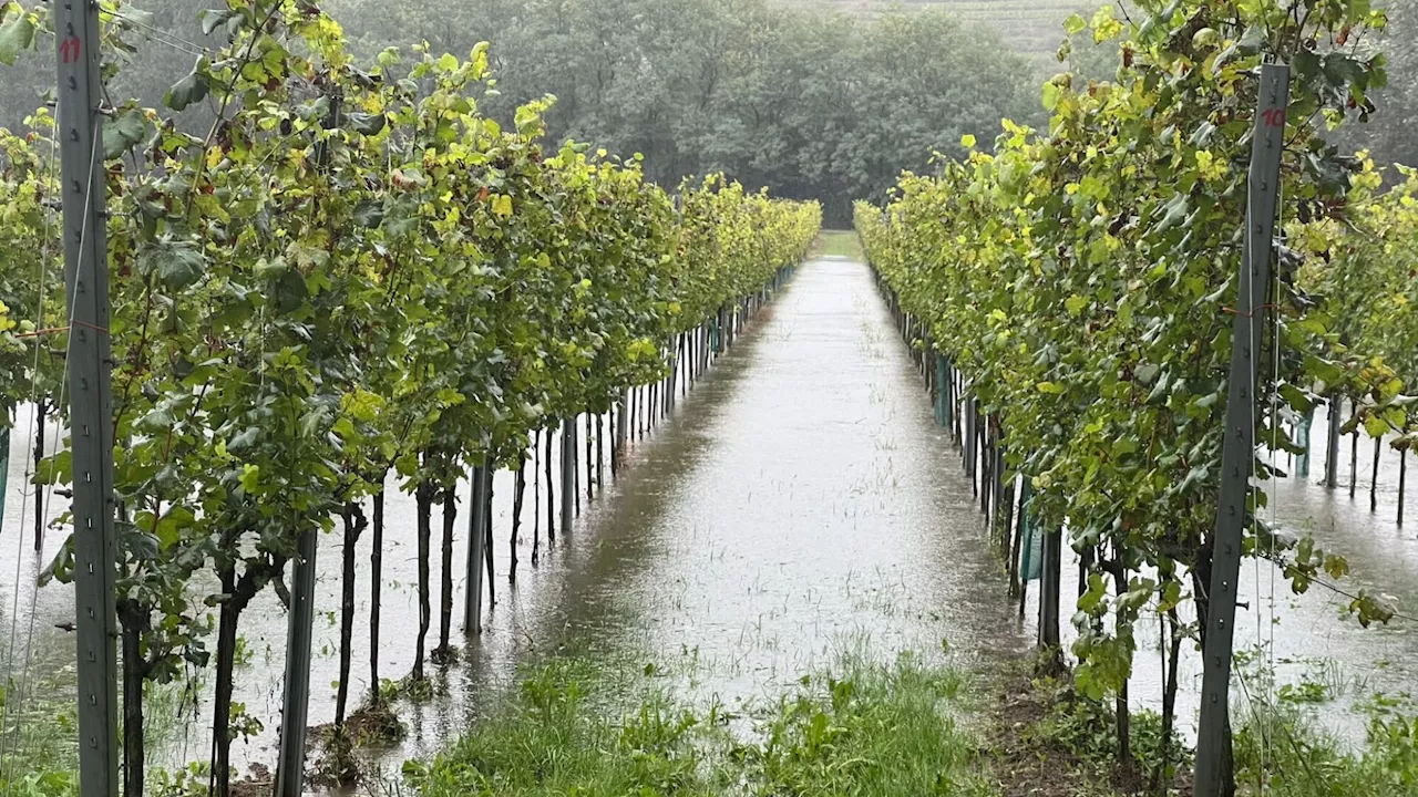 Kamptaler Winzer unter Zeitdruck