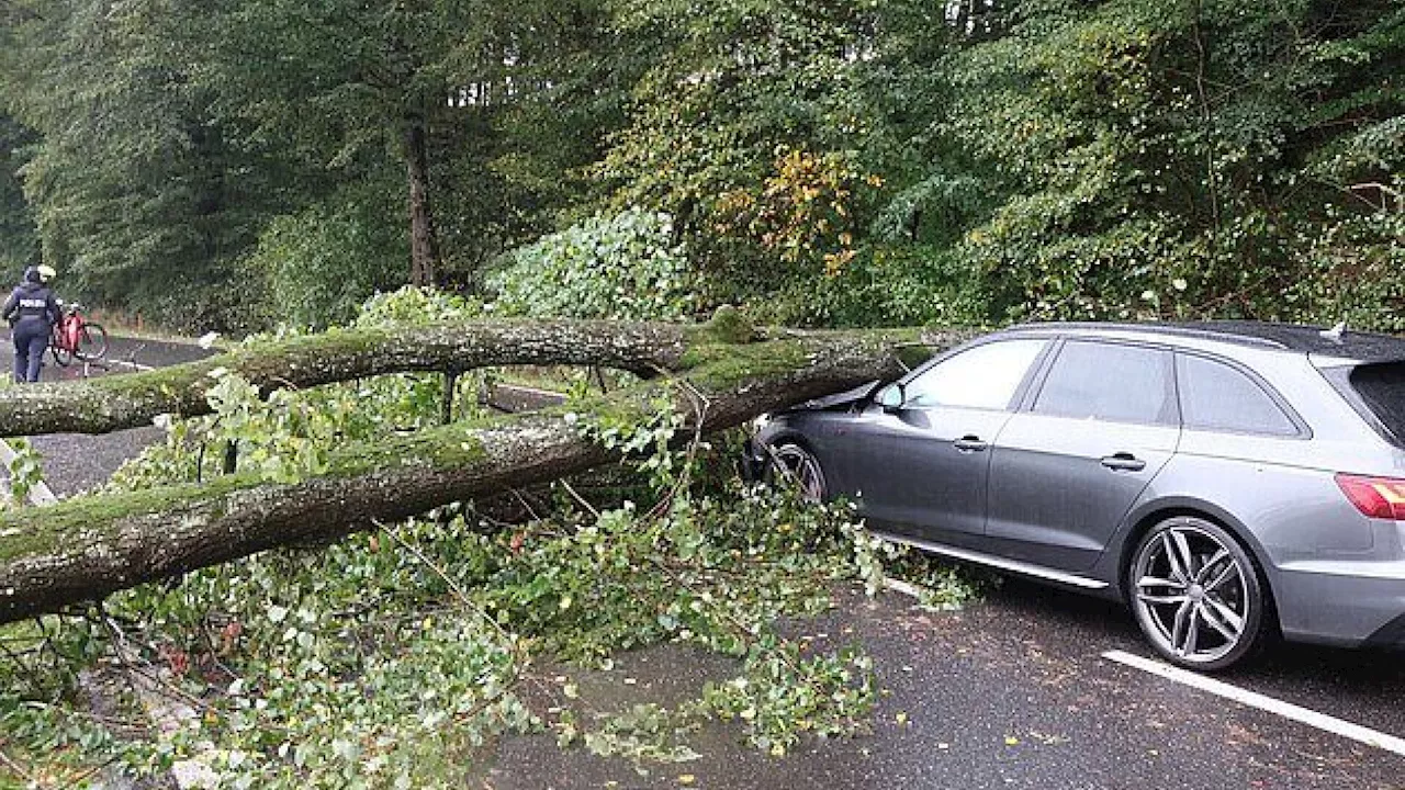 Pkw prallte gegen umfallenden Baum: Insassen unverletzt