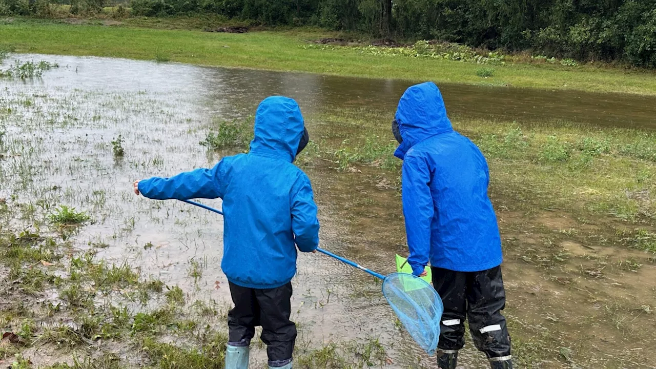 Traisen: Kinder retteten aus dem Wasser gespülte Flusstiere