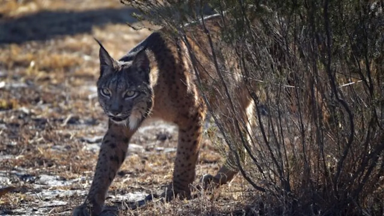 Keert na de wolf ook de lynx binnenkort terug in Nederland?