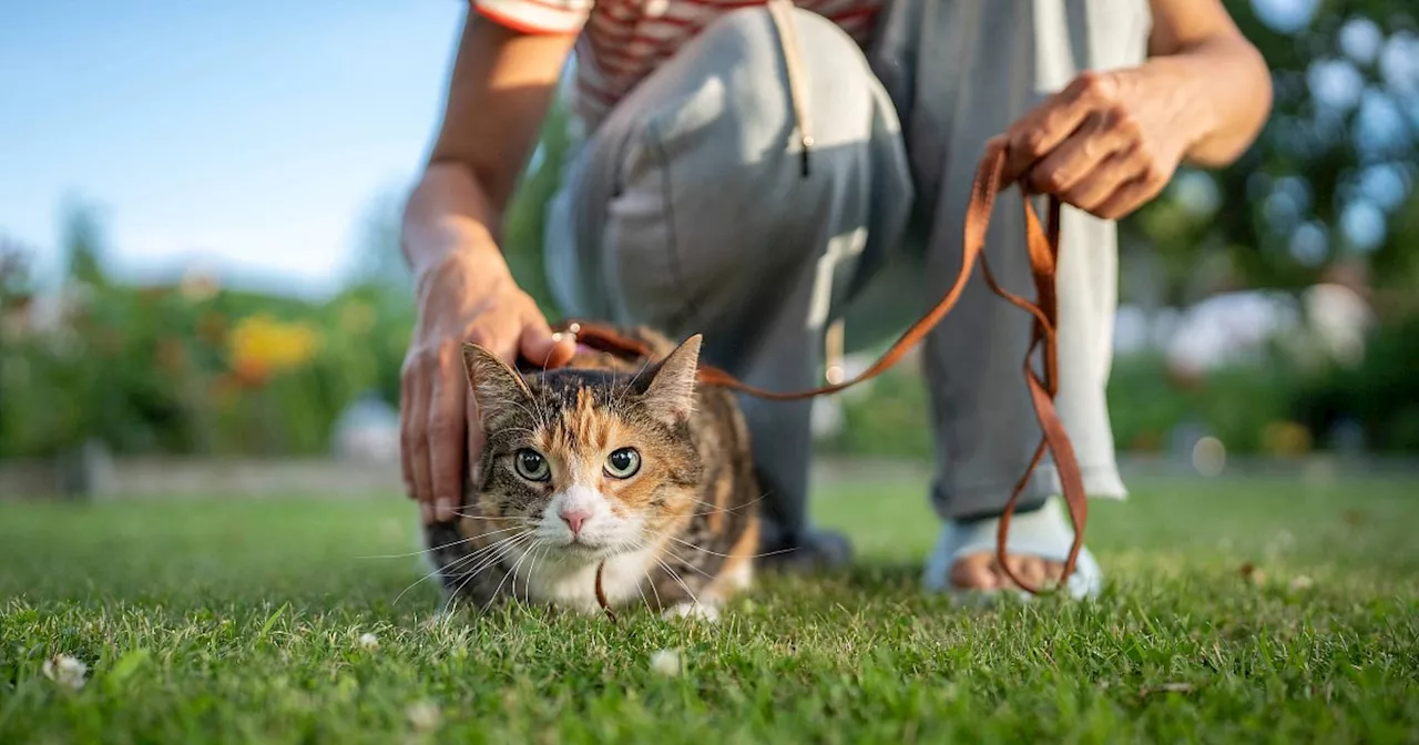 Katzen an der Leine als TikTok-Trend: Tierquälerei oder völlig harmlos?