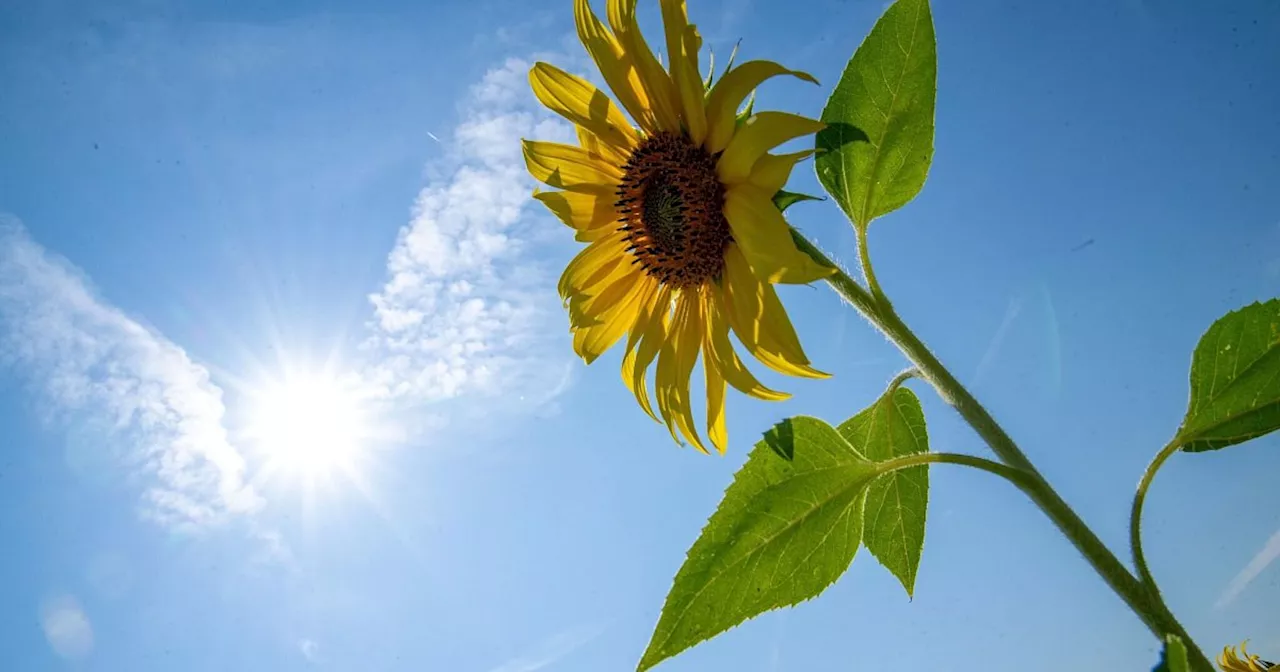 Wetterdienst: Altweibersommer mit viel Sonne