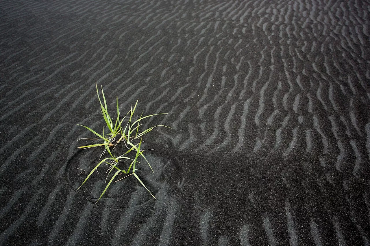 Mathematical model explains how plant communities change when conquering uninhabited ground