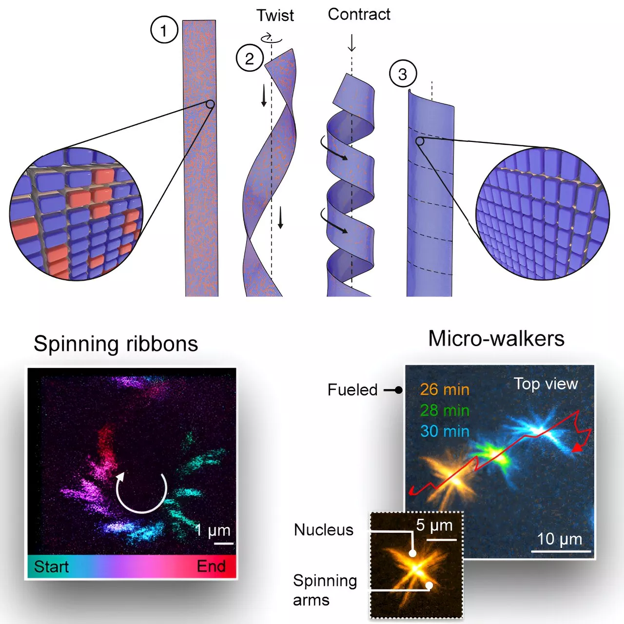 Synthetic mini-motor: Researchers convert chemical energy into rotational energy at the supramolecular level