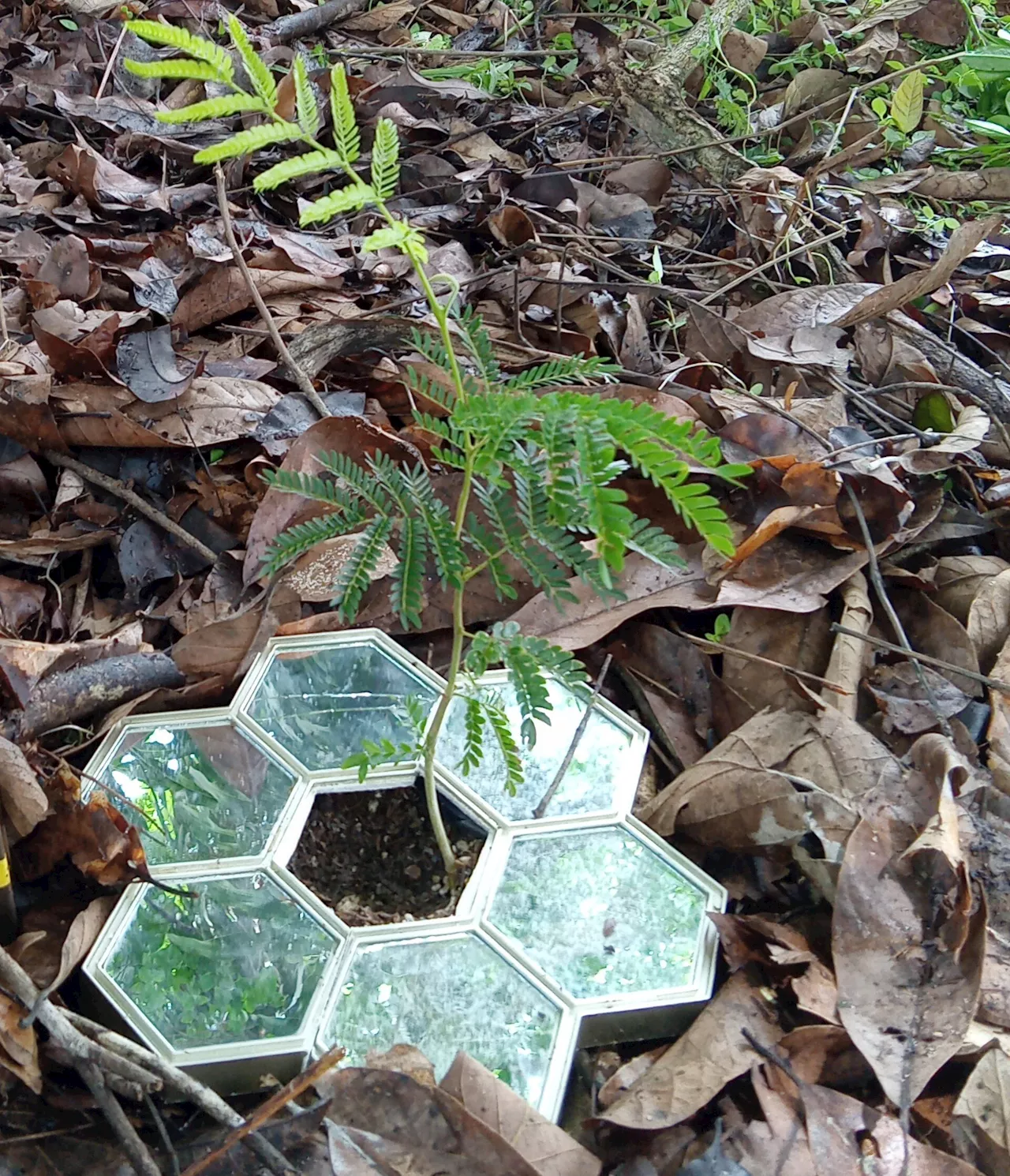 Under-plant mirrors shown to improve endangered plant survival and growth