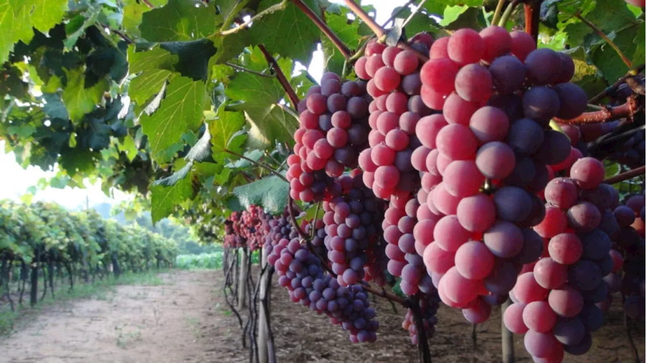 Produção de uva de mesa cresce no Brasil; assista à reportagem de Agro Band