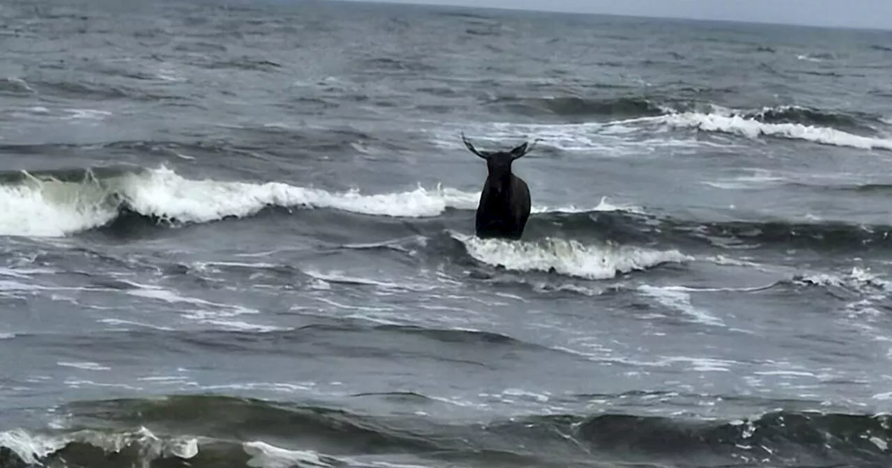 Ahlbeck auf Usedom: Elch badet im Meer