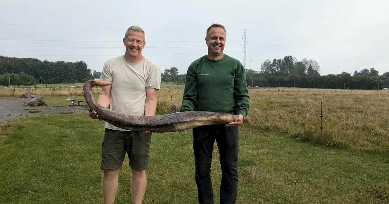 Auf Bornholm: Walpenis angespült