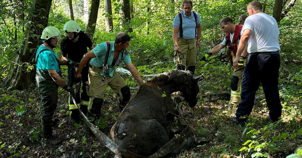 Kuriose EInsätze im Kreis Kleve: Wenn die Feuerwehr Tiere in Not rettet